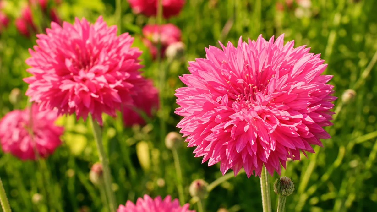 a close-up of pink ball cornflower blooms in full sun, vivid pink…