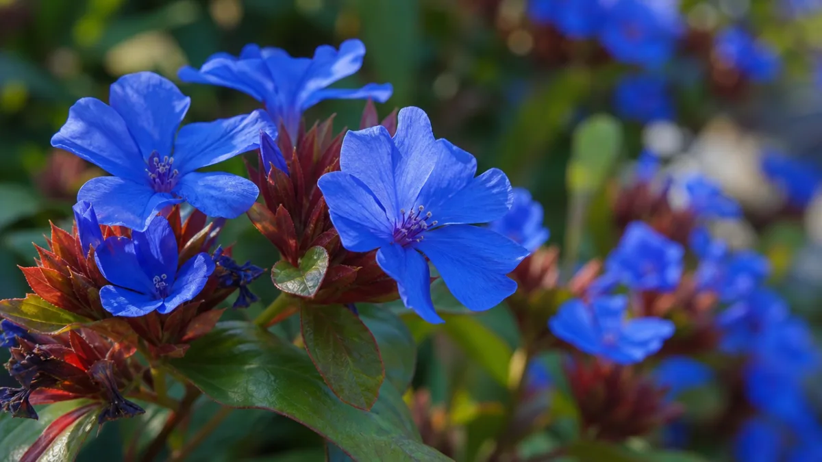 a close-up of vivid blue Ceratostigma plumbaginoides flowers in soft morning sunlight,…