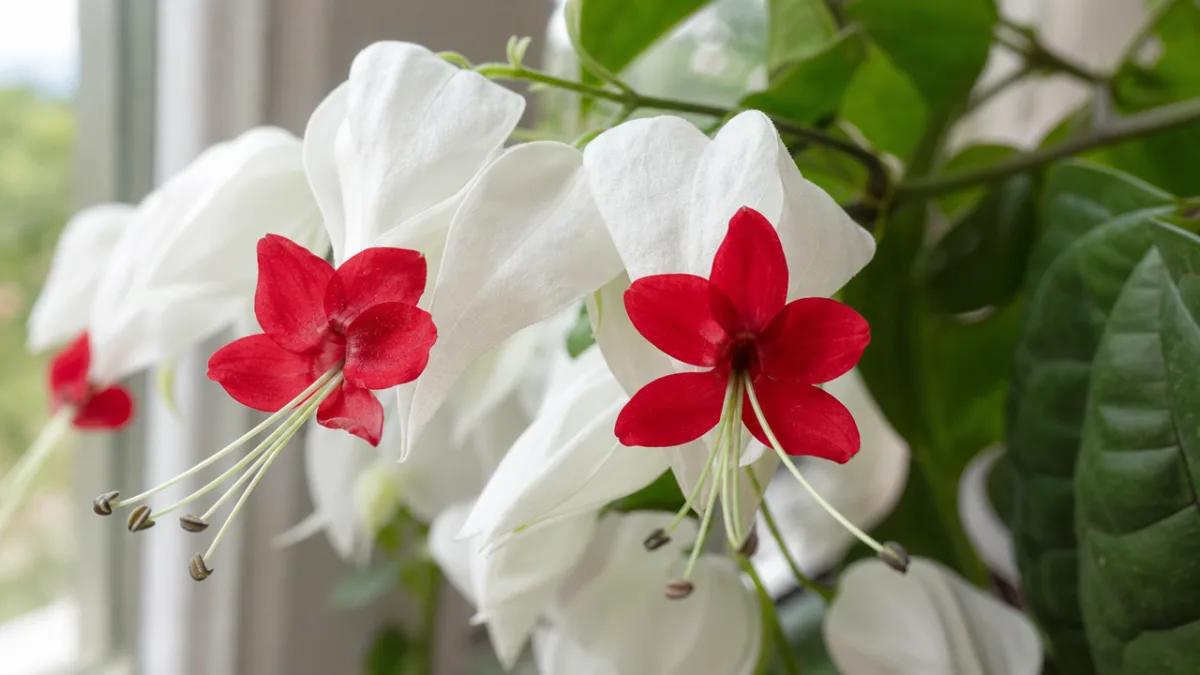 a close-up of Clerodendrum thomsoniae flowers with white calyces and red petals,…