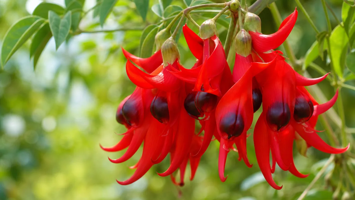 a close-up of vivid scarlet Clianthus puniceus flowers hanging in clusters, soft…