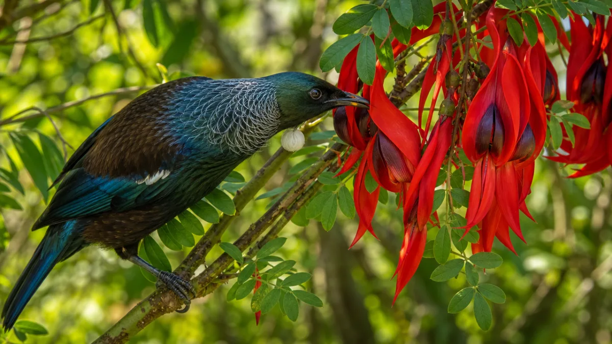 a vibrant tui bird feeding on scarlet Clianthus puniceus flowers in dappled…