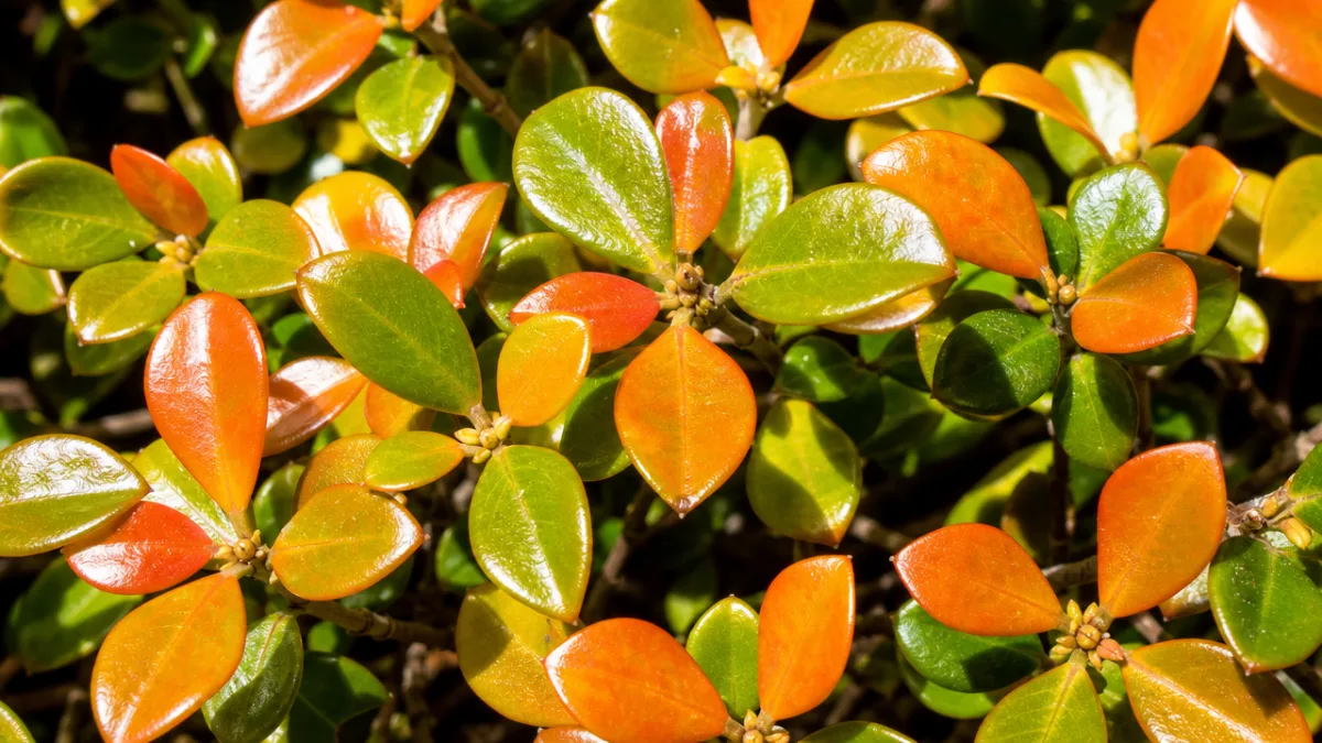 a close-up of glossy Coprosma repens leaves in vibrant orange and green…