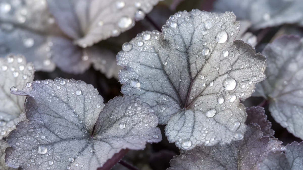 a close-up of silver and pewter heuchera foliage glistening with morning dew,…