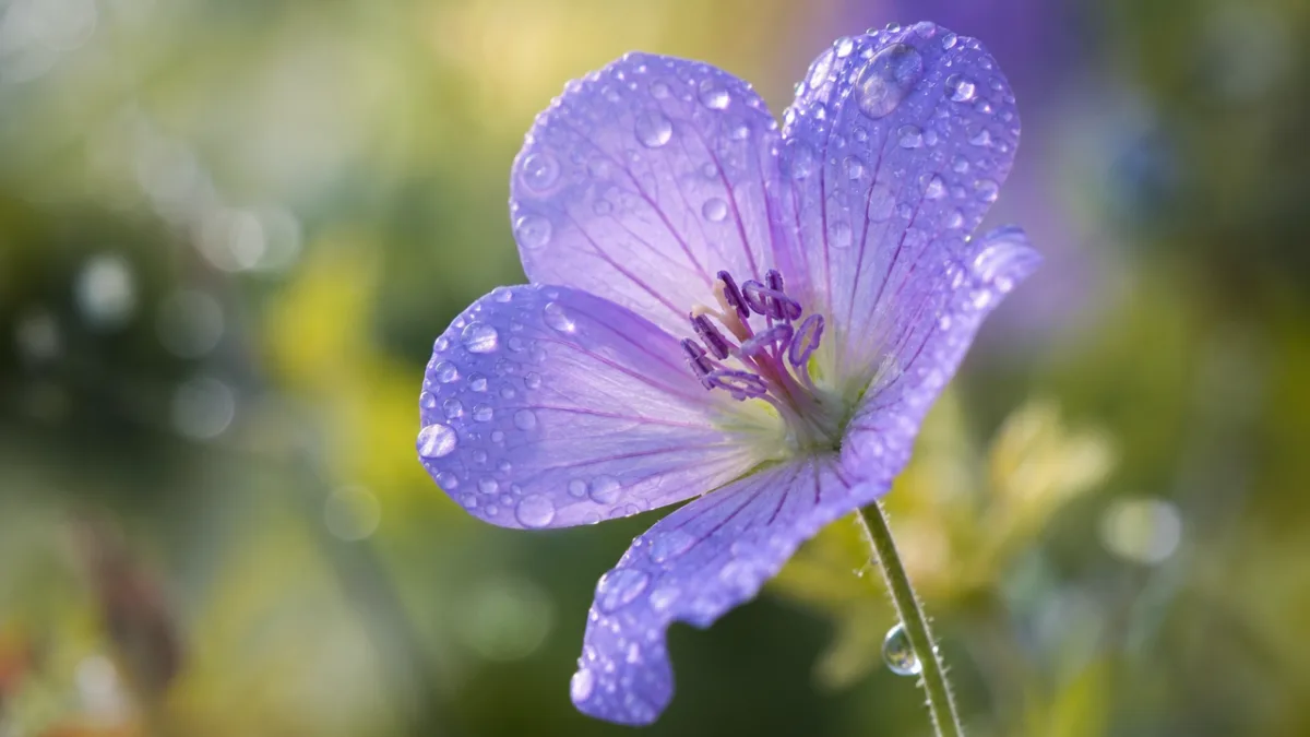 a close-up macro photograph of a single wildflower with dew drops, soft…