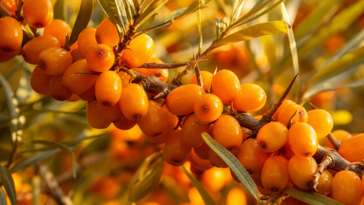 a close-up of vibrant orange sea buckthorn berries on thorny branches, warm…