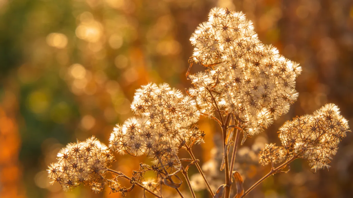 a close-up of Oceanspray seed heads in autumn light, warm golden tones…