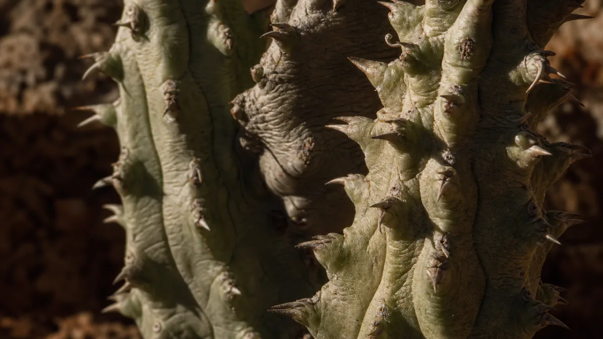 a close-up of Hoodia pedicellata stems with dramatic side lighting showing texture…