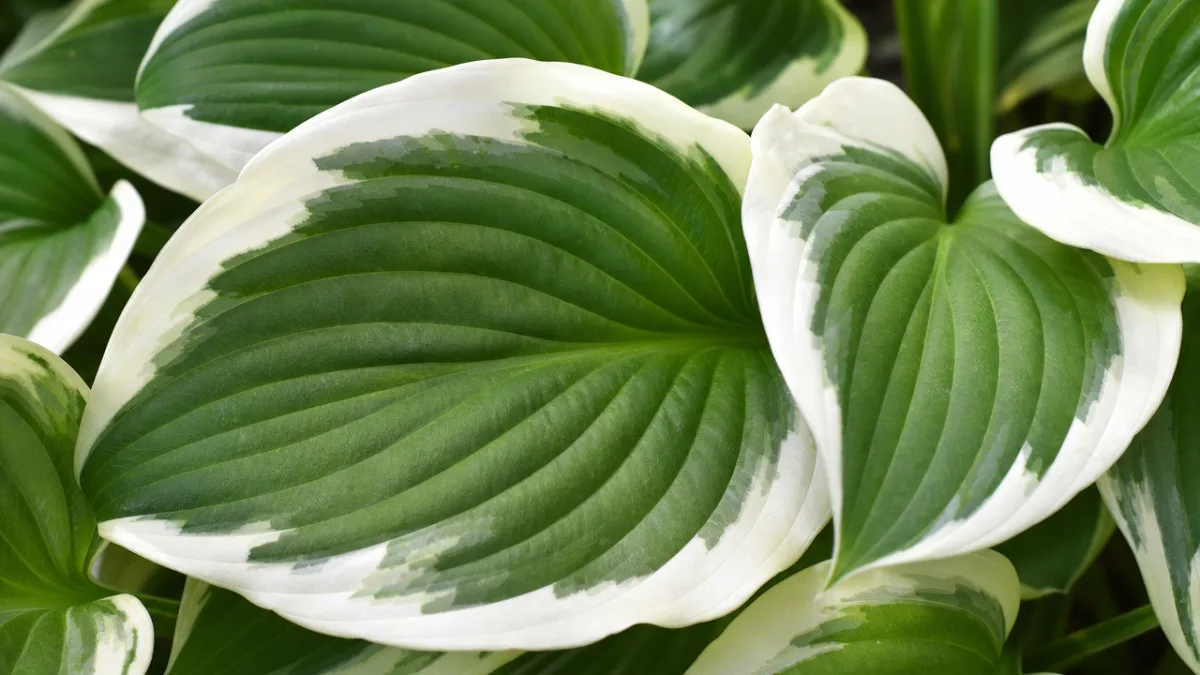 close-up of Patriot Hosta leaves showing white margins and deep green centers,…