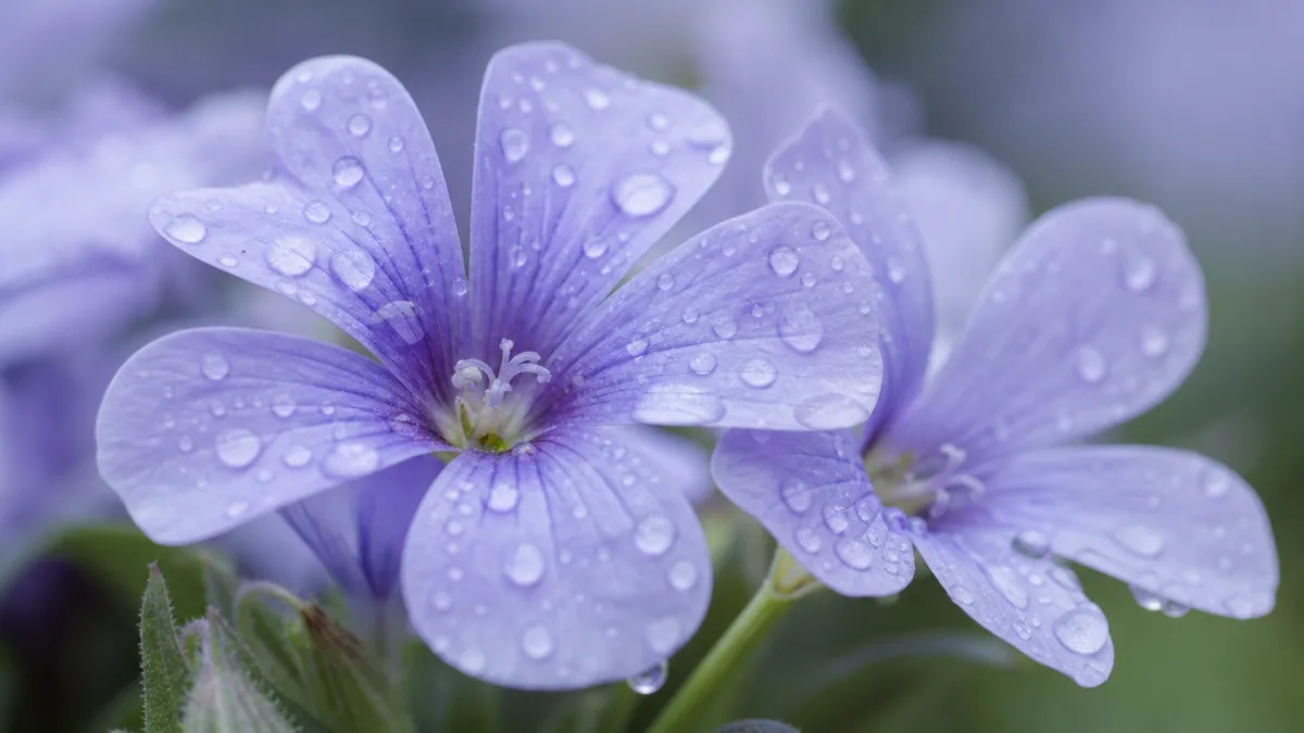 close-up of small pale violet flowers with water droplets on petals, soft…
