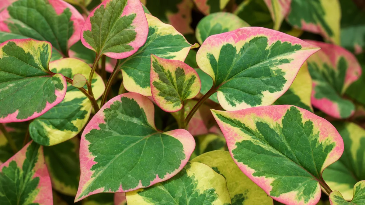 a close-up of Houttuynia cordata leaves showing vibrant variegated colors in soft…