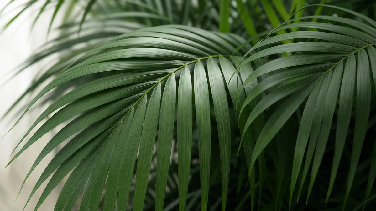 a close-up of Kentia Palm fronds showing rich green pinnate leaves with…