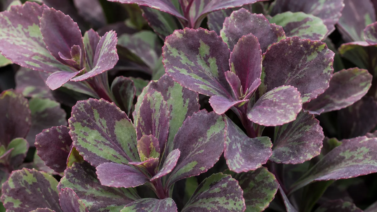 a close-up of Hylotelephium Plum Dazzled foliage with deep plum and green…