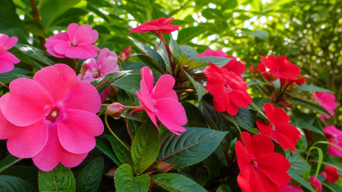 a close-up of vibrant pink and red impatiens flowers with lush green…