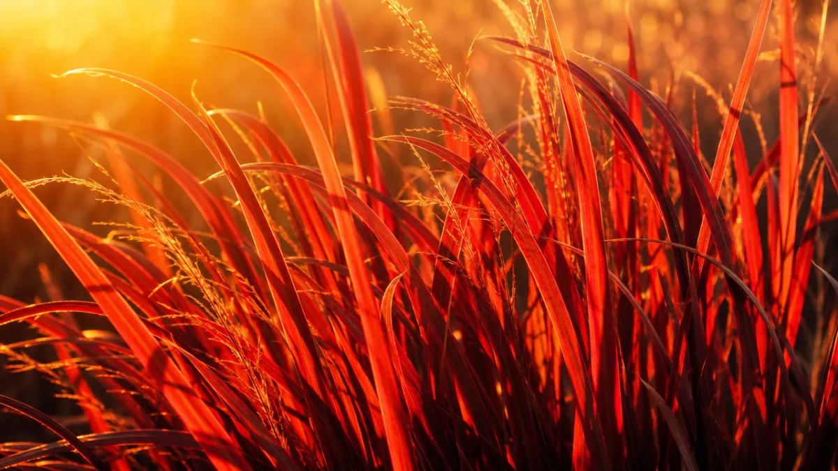 a close-up of glowing red ornamental grass blades backlit by warm golden…