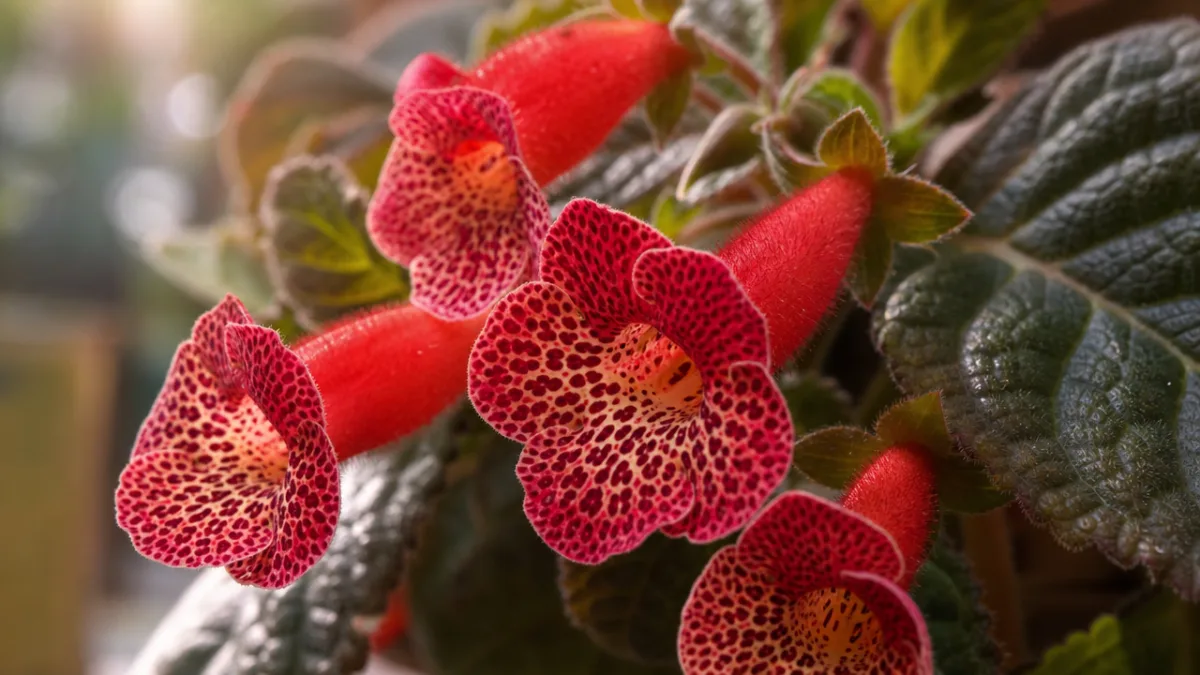 a close-up of Kohleria Rebecka flowers with red tubular blooms and spotted…