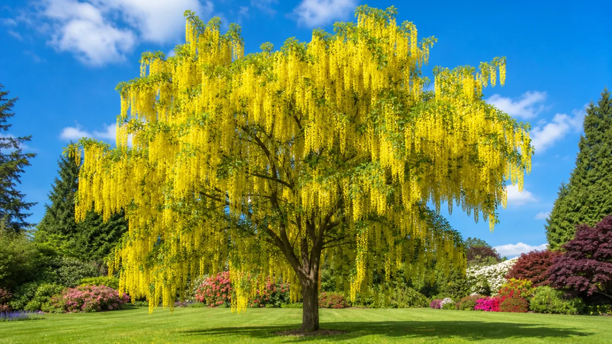 a mature Golden Chain Tree in full bloom standing alone in a…