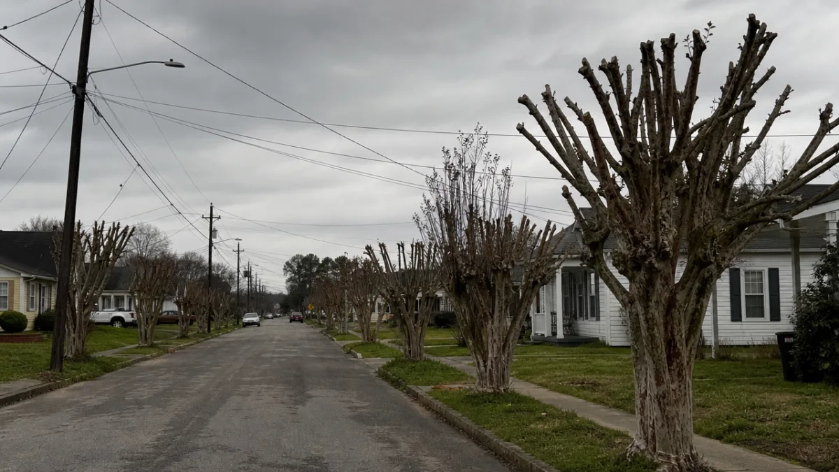 a suburban street lined with power lines above poorly pruned crepe myrtle…