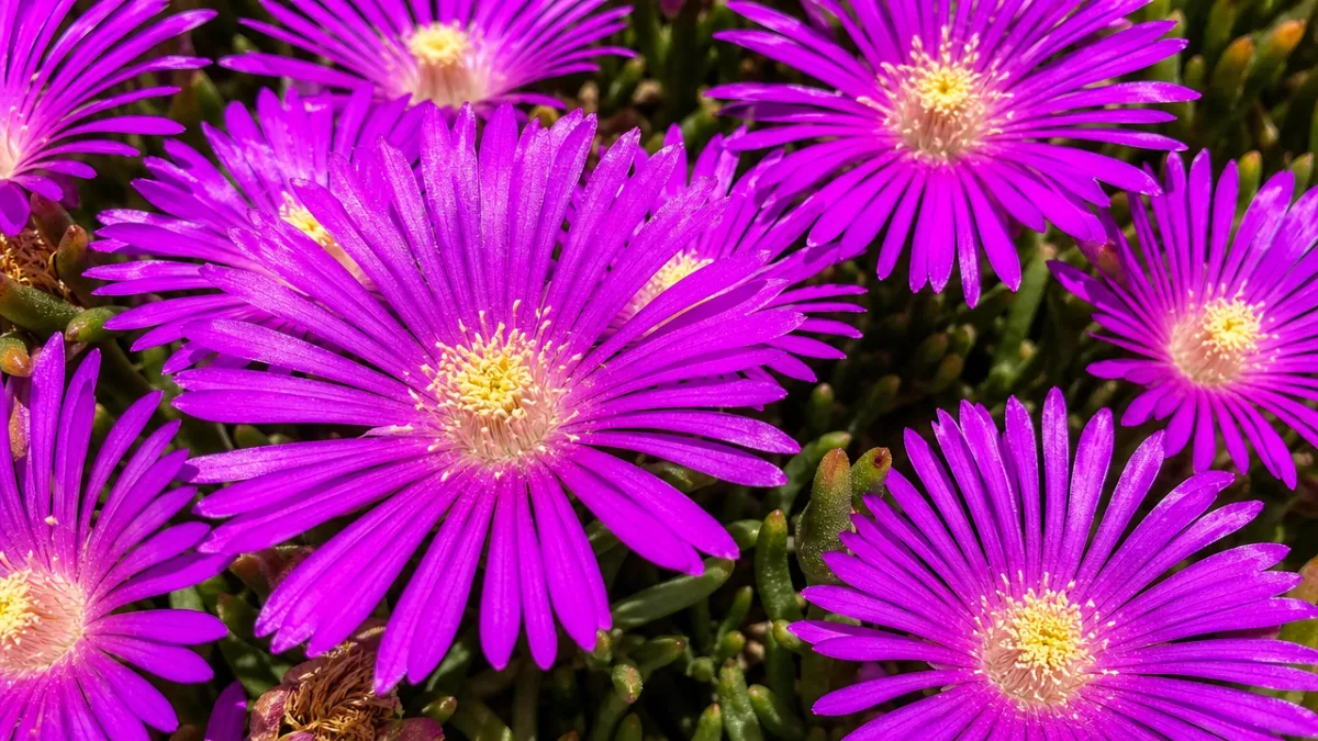 a close-up of vibrant purple Lampranthus spectabilis flowers in full bloom, bright…