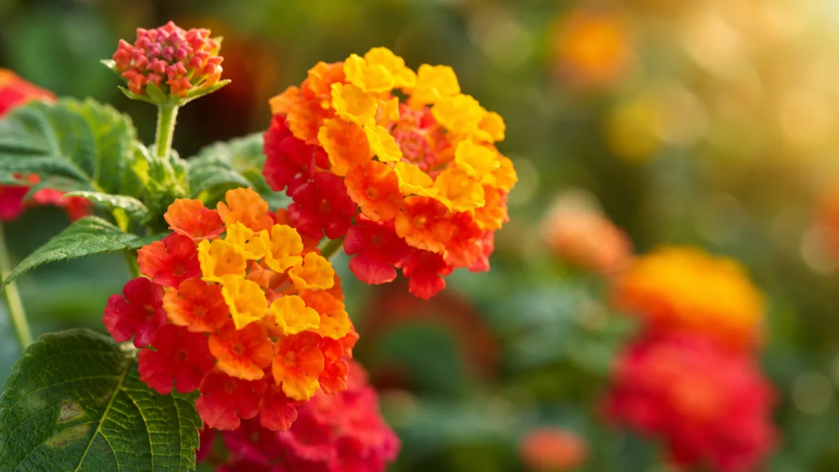 a close-up of vibrant lantana camara flower clusters in yellow orange and…