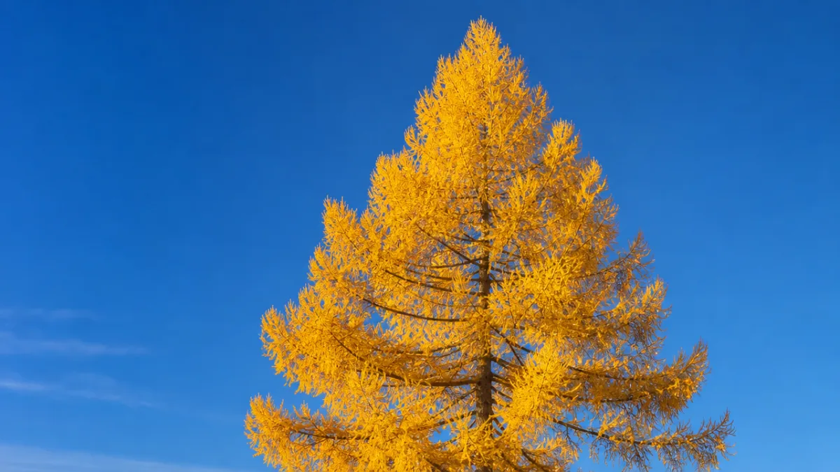 a tall larch tree in full golden autumn color against a clear…