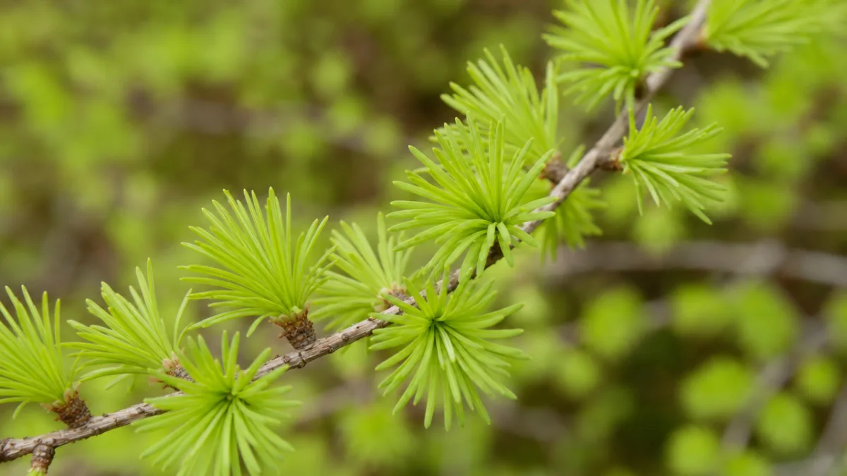 close-up of soft bright green larch needles emerging in spring clusters, soft…