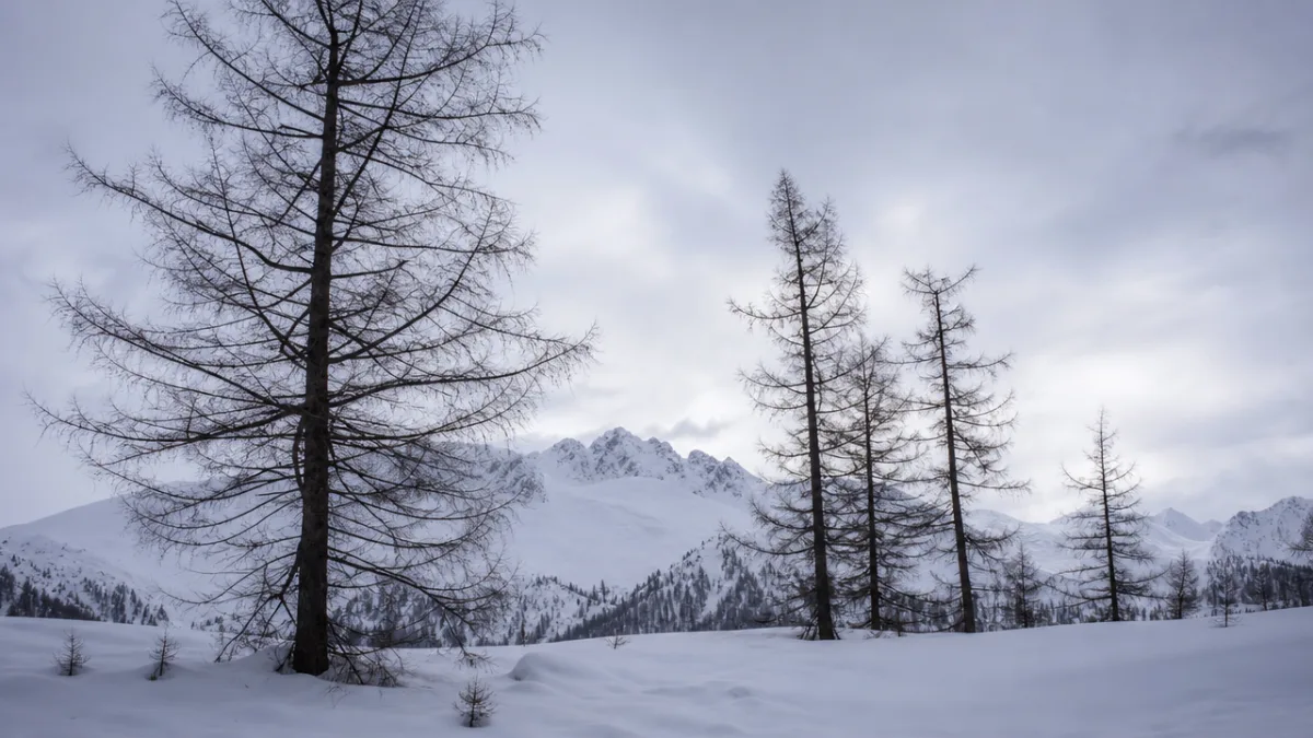 a serene winter landscape with bare larch trees showing dramatic branch silhouettes,…