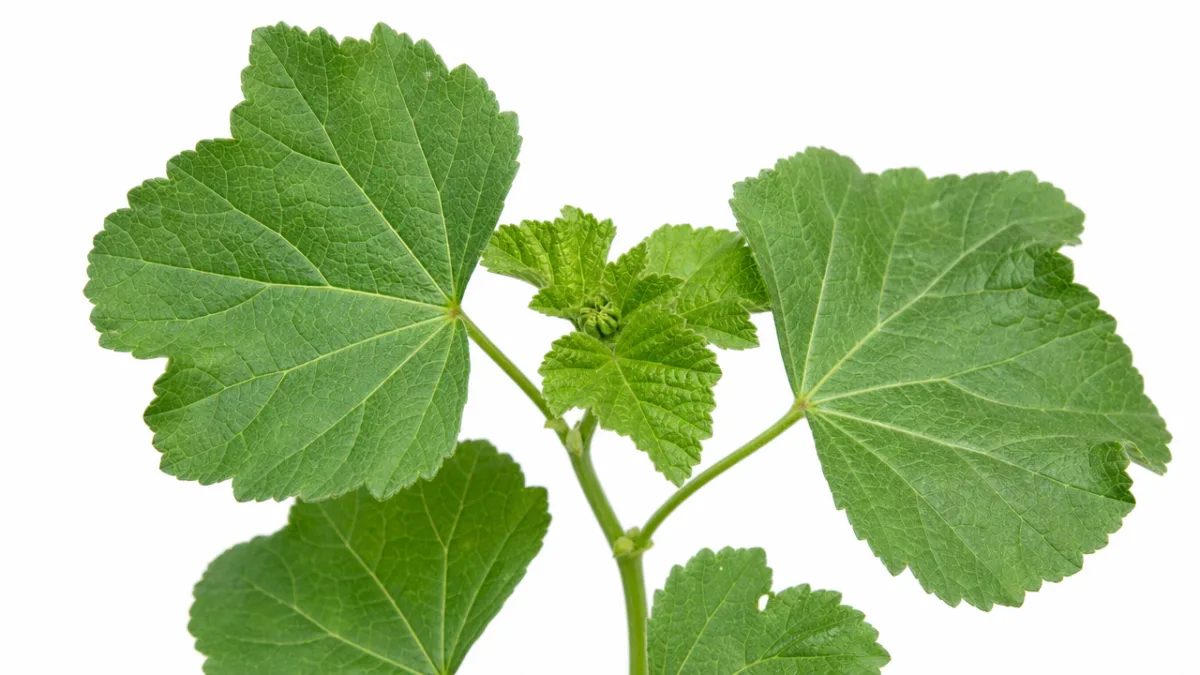 a detailed botanical view of Lavatera leaves showing healthy foliage texture and…
