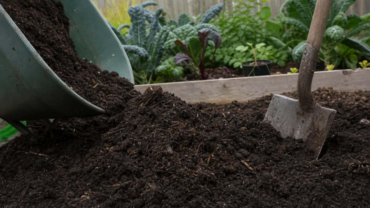 rich dark moist garden soil being prepared with compost, soft overcast daylight,…