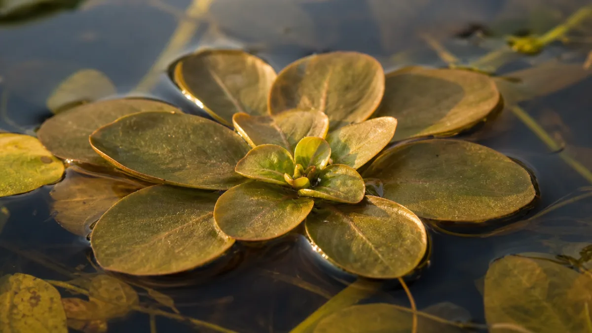 a close-up photorealistic view of Ludwigia sedioides floating rosette on calm water…