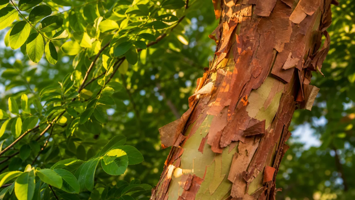 a close-up of Amur Maackia tree bark with peeling copper tones and…