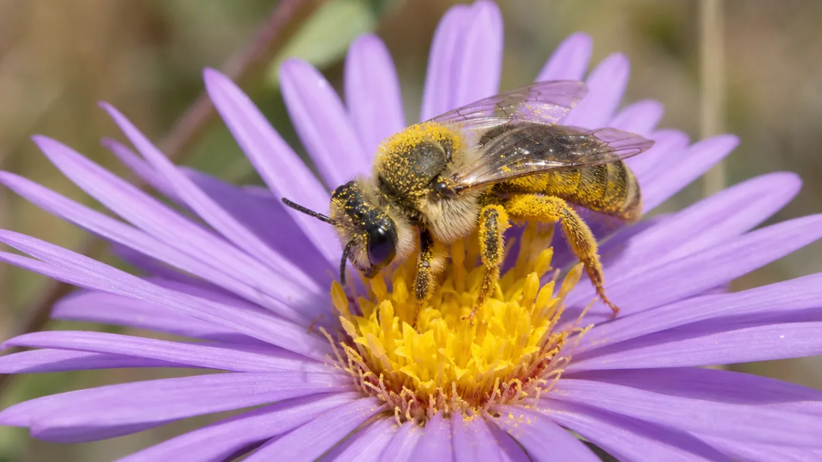 a desert pollinator bee landing on a purple aster flower, macro detail,…