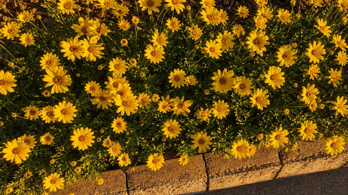 a healthy butter daisy garden border in full bloom photographed from above,…