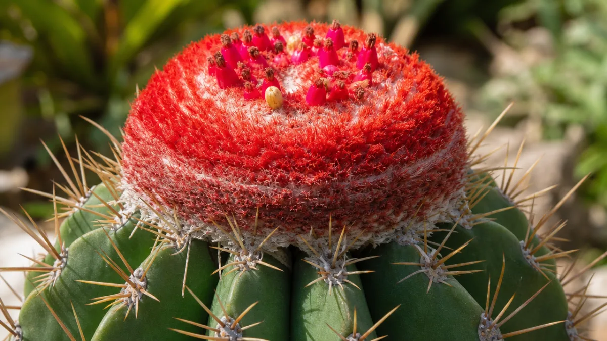 a close-up of a Melocactus cactus with vibrant red cephalium crown, warm…