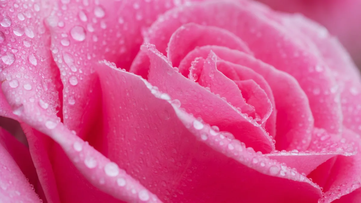 a macro close-up of vibrant pink rose petals covered in morning dew,…