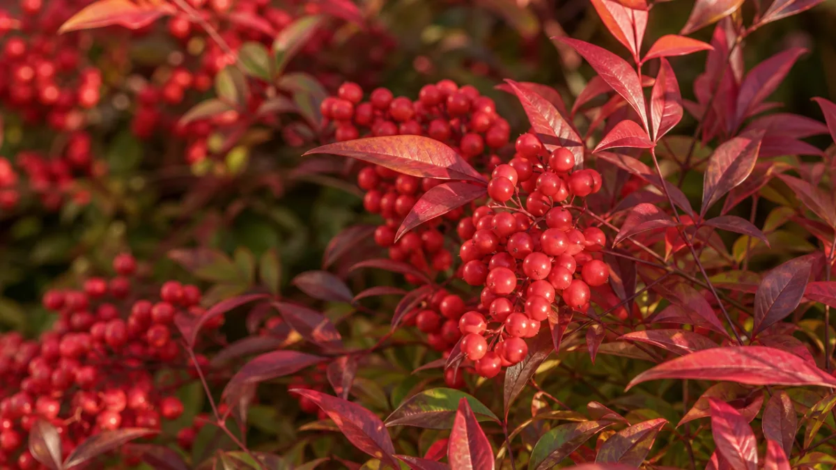 a close-up of nandina branches covered in bright red berries and red-tinged…