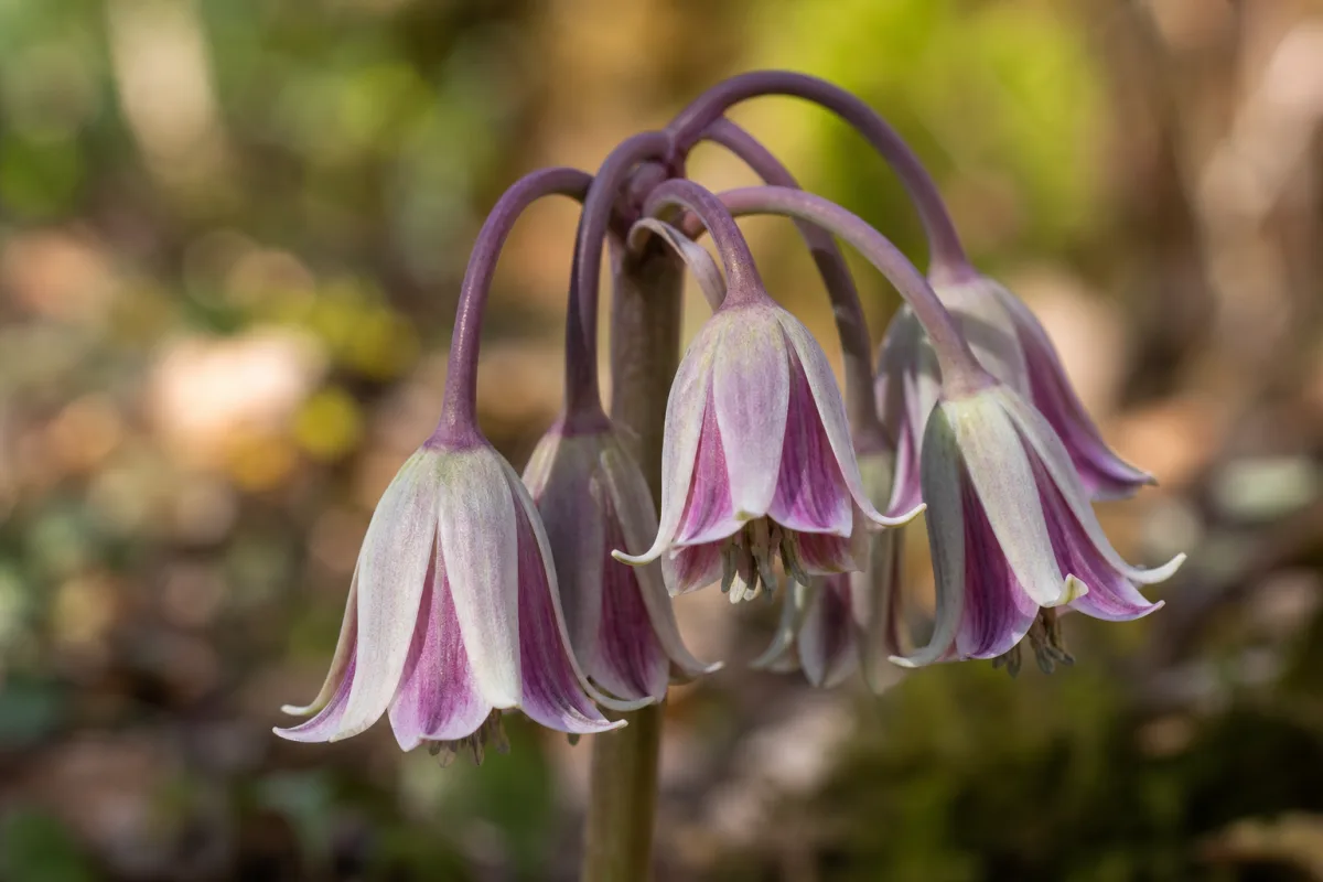 a close-up of Allium siculum pendant bell flowers in soft natural light,…