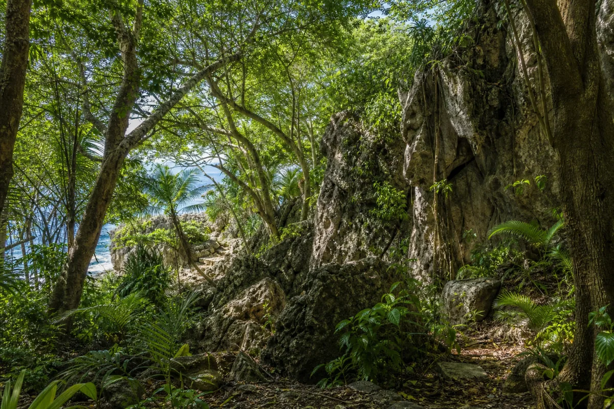 a lush East African coastal forest with rocky outcrops and dappled sunlight…