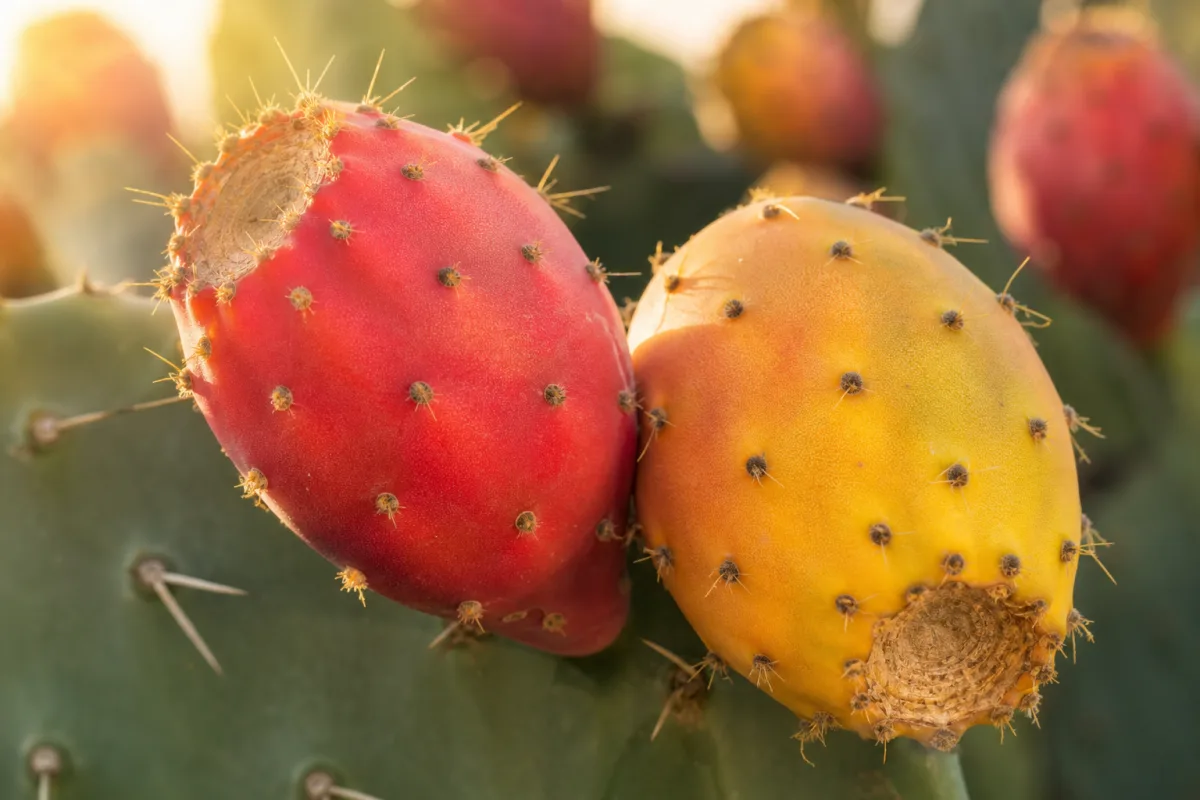 close-up of vibrant red and yellow tunas fruit on a nopal cactus,…