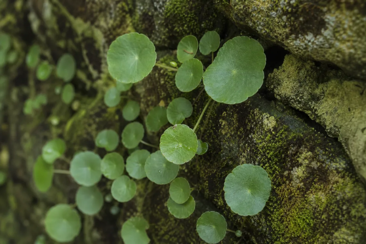 a close-up of round succulent navelwort leaves on a mossy stone wall,…