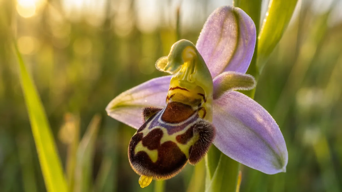 a close-up macro photograph of a Bee Orchid flower showing velvety labellum…